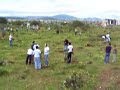 Reforestacion en la UPZ www.nopaleros.com