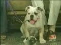 Bark Busters: Karen Young