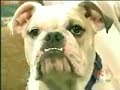 Bark Busters: Karen Young