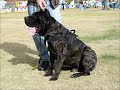 Top 10 Guard Dogs In The World - أفضل أنواع كلاب الحراسة في العالم 2012 by wili