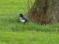 Mistle thrushes mob magpie