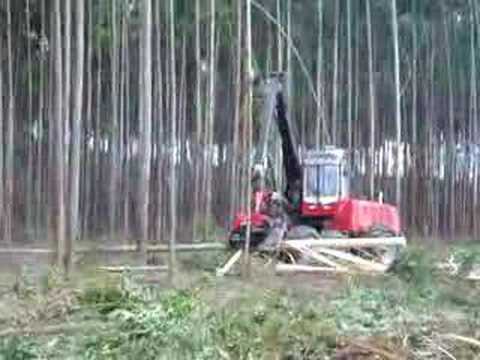 how to harvest eucalyptus