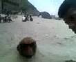 los-perros-en-la-are
