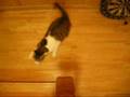 猫の高速ドリフト