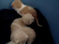 4 Kittens rescued from a Grassfire