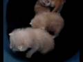 videos de 4 Kittens rescued from a Grassfire