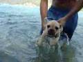 Brooklyn, The French Bouledogue II