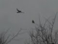 Mistle thrush singing