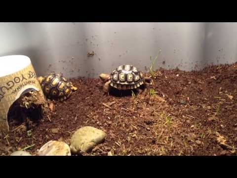 YouTube reptile video