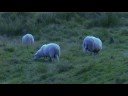 Gilde Aggro Pönk - Deathpop