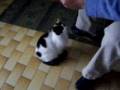 videos de Pappa