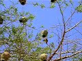 Weaver birds, South Africa