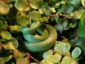videos de Opheodrys aestivus