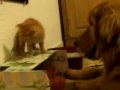 Thumbnail #1