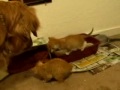Golden Retriever Puppy with Baby Kittens Golden Retriever Puppy with Baby Kittens