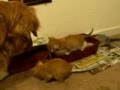 Golden Retriever Puppy with Baby Kittens