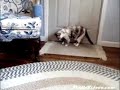 Cat & doormat