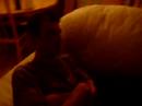 Adrian Turnell nodding dog