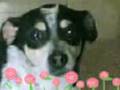 videos de MOLLY MY LOVE.3gp