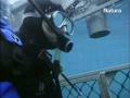 videos de Tiburón blanco, la naturaleza de la bestia ( 2/6 )