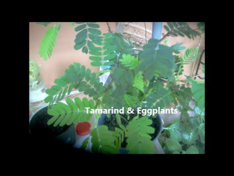 how to harvest tamarind