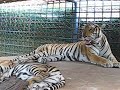 Tiger in the Kampot Zoo in Cambodia