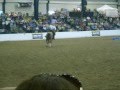 breyerfest 2009