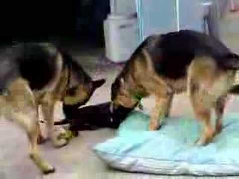 Chocolate Labrador Puppy chasing 2 German Shepherds