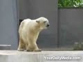 Polar bear dancing