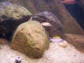 Nigripinnis, Caudopunctatus