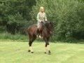 Sueste doing Dressage to Music Practice at home