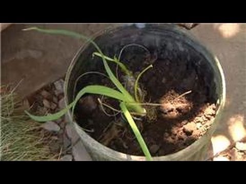 how to replant hyacinth bulbs