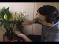 How to make super flowers