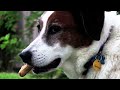 Short Film: Tree Bone