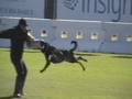 WUSV 2008 Attack on the Dog out of Motion
