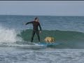 SURFING DOG: Mango can ride waves after being trained