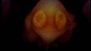 Aliens in my Orchids - Timelapse Strange Earth Lifeforms 720p HD