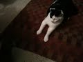 checkers playing with new cat