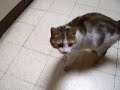 chien-fontaine-terrible.html