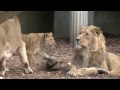 Blijdorp Leeuwen HD... :: Aziatische leeuwen HD 1080p In de hoofdrol het leeuwenwelpje Naui