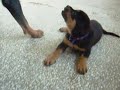 rott