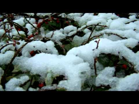 Joe Niemand – Hallelujah