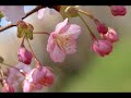 Flowers in Japan