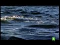 los secretos del gran tiburon blanco 2