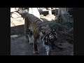 Ueno Park & Zoo