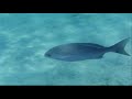 HonoluaBaySilent.wmv