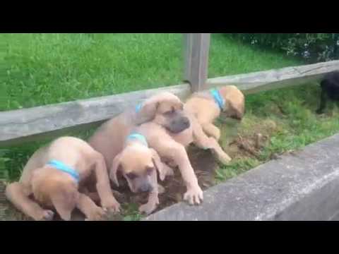 Pups at 6 weeks old playing!