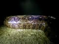 Bloody Salmon Boa Ovulation 12/9/07