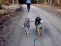 Alaskan malamutes-bikejoring