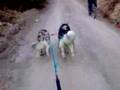 Alaskan malamutes-bikejoring